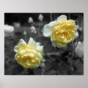 Affiche Fleurs de rose jaune Couleur partielle