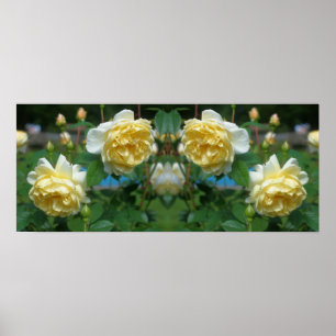 Affiche Fleurs de rose jaune miroir Abstrait