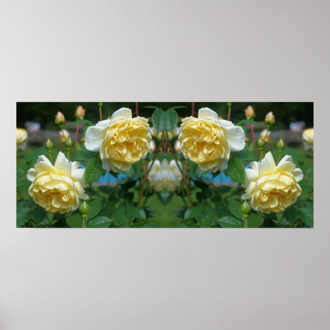 Affiche Fleurs de rose jaune miroir Abstrait (Devant)