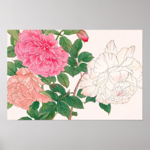 Affiche Fleurs de rose rose et blanc avec feuilles vertes