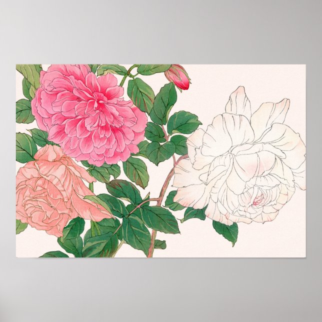 Affiche Fleurs de rose rose et blanc avec feuilles vertes (Devant)