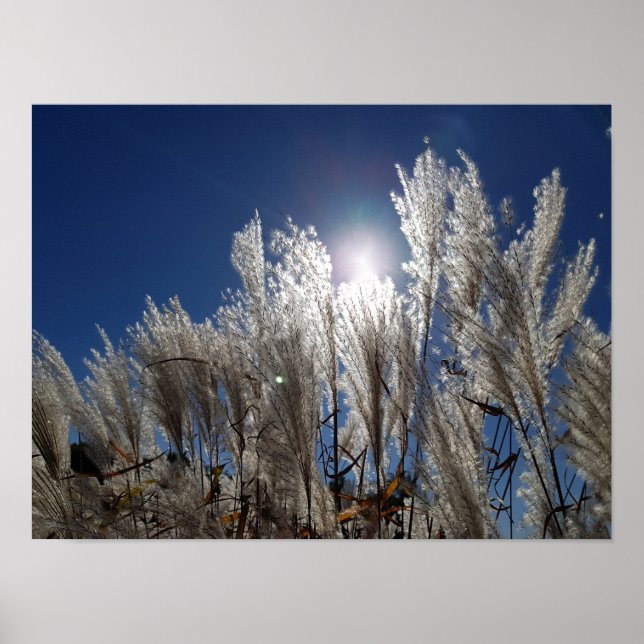 Affiche Fleurs de roseaux en pleine floraison (Devant)