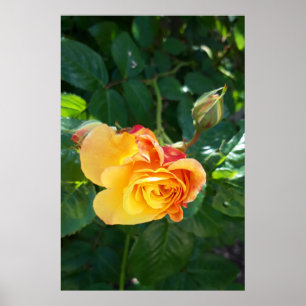 Affiche Fleurs de roses