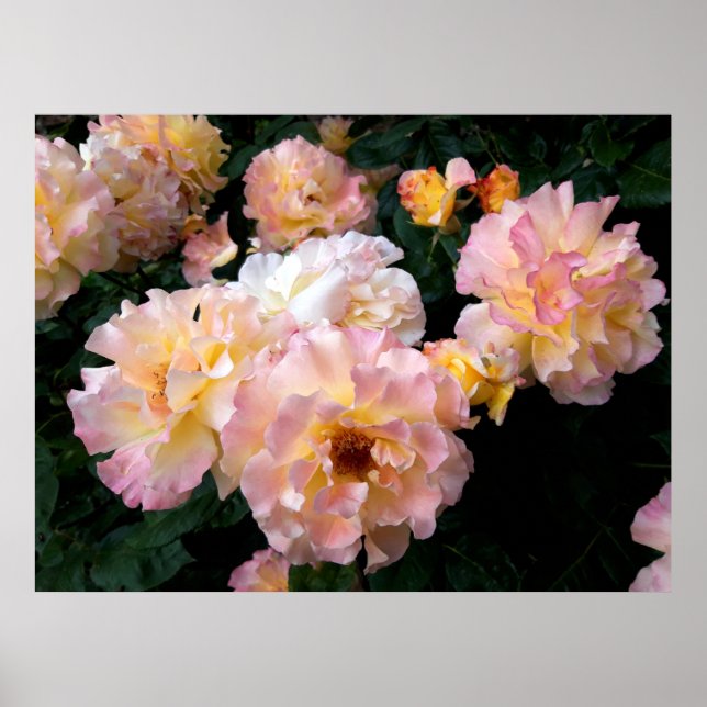 Affiche Fleurs de roses, roses jaunes roses (Devant)