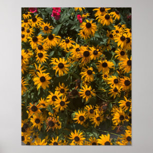 Affiche Fleurs de Rudbeckia, Floral, Photographie