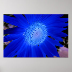 Affiche Fleurs de soleil