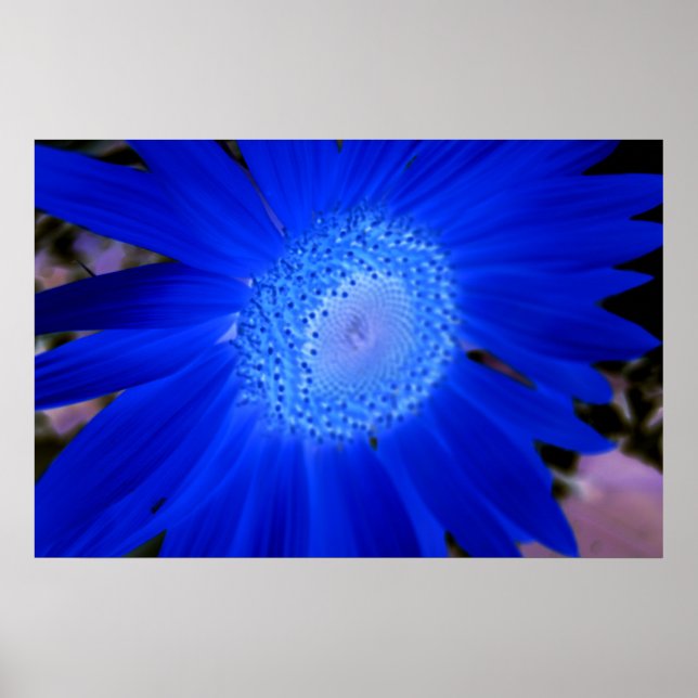 Affiche Fleurs de soleil (Devant)