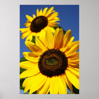 Affiche Fleurs de soleil