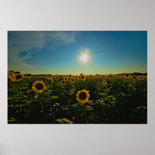 Affiche Fleurs de soleil au coucher du soleil