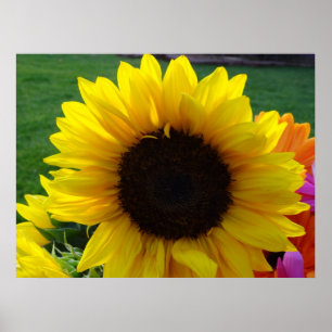 Affiche Fleurs de soleil et soleil (2)