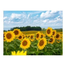 Fleurs de soleil Extraordinaires