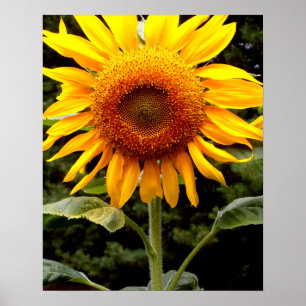 Affiche Fleurs de soleil géantes, fleurs jaunes