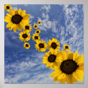 Affiche Fleurs de soleil réalistes dans le ciel bleu