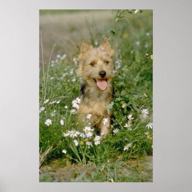 Affiche fleurs de terrier australien blanc (Devant)