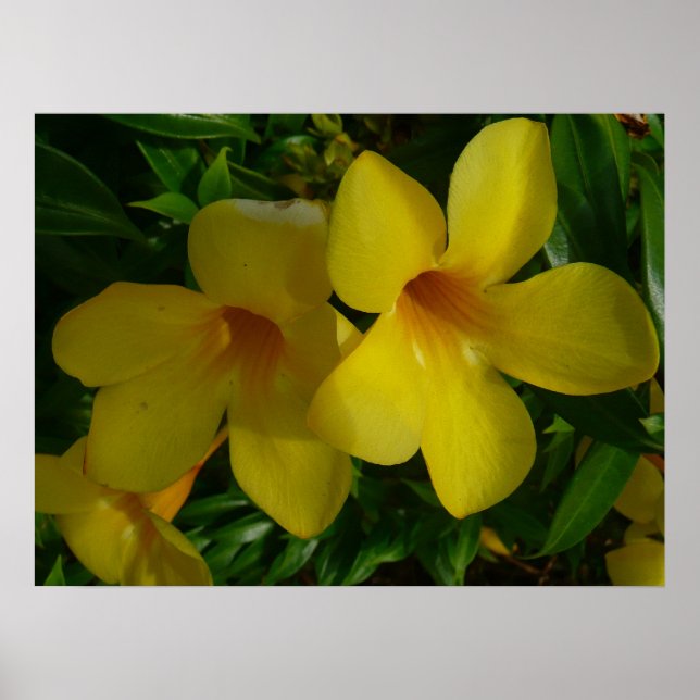 Affiche Fleurs de trompette dorées II Tropical (Devant)