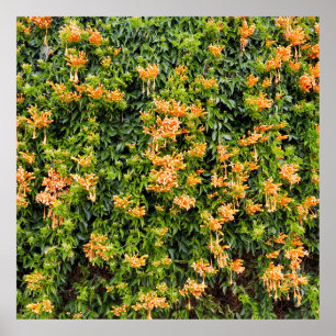 Affiche Fleurs De Trompette Orange Sur Un Mur,