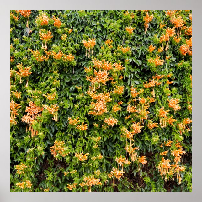 Affiche Fleurs De Trompette Orange Sur Un Mur, (Devant)