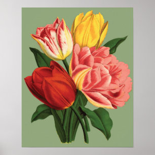 Affiche Fleurs de tulipe