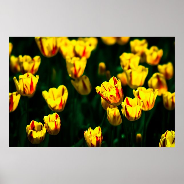 Affiche Fleurs de tulipe jaune (Devant)