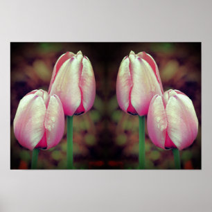 Affiche Fleurs de tulipe rose gouttes de pluie miroir art