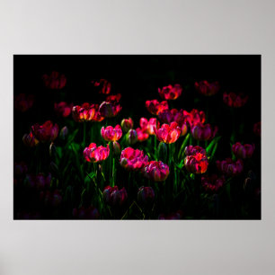 Affiche Fleurs de tulipe roses