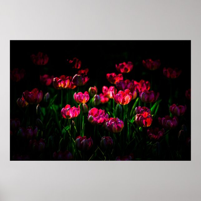 Affiche Fleurs de tulipe roses (Devant)
