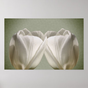 Affiche Fleurs de tulipes blanches