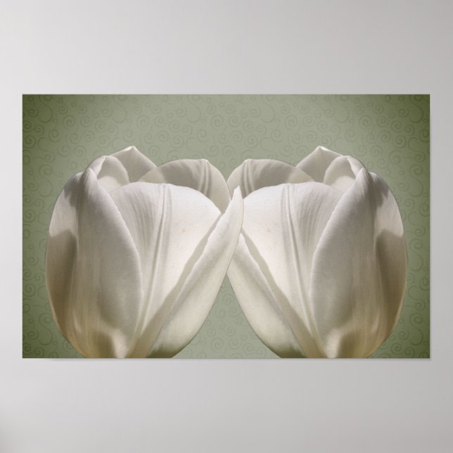 Affiche Fleurs de tulipes blanches (Devant)