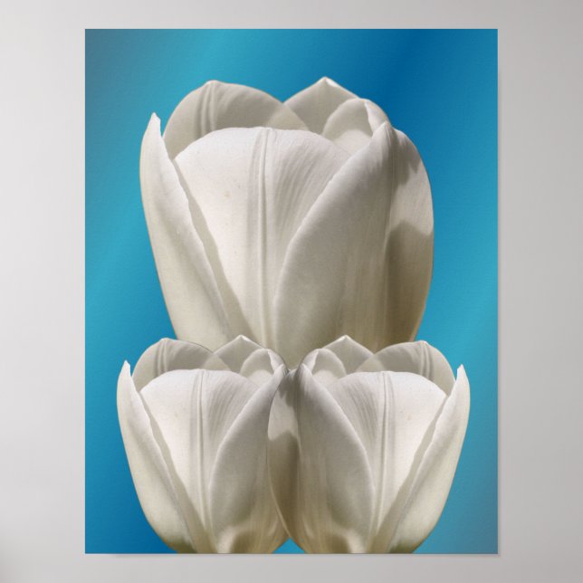 Affiche Fleurs de tulipes blanches (Devant)