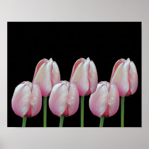 Affiche Fleurs de tulipes roses
