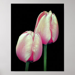 Affiche Fleurs de tulipes roses