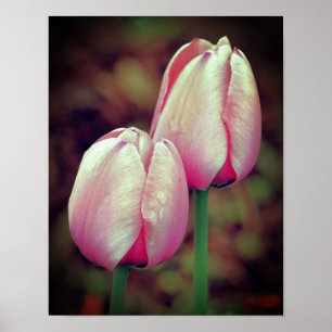 Affiche Fleurs De Tulipes Roses Avec Arroses