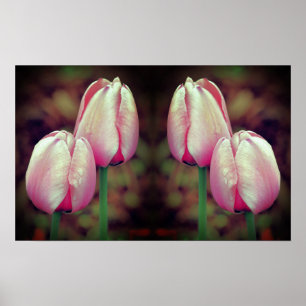 Affiche Fleurs de tulipes roses gouttes de pluie en miroir