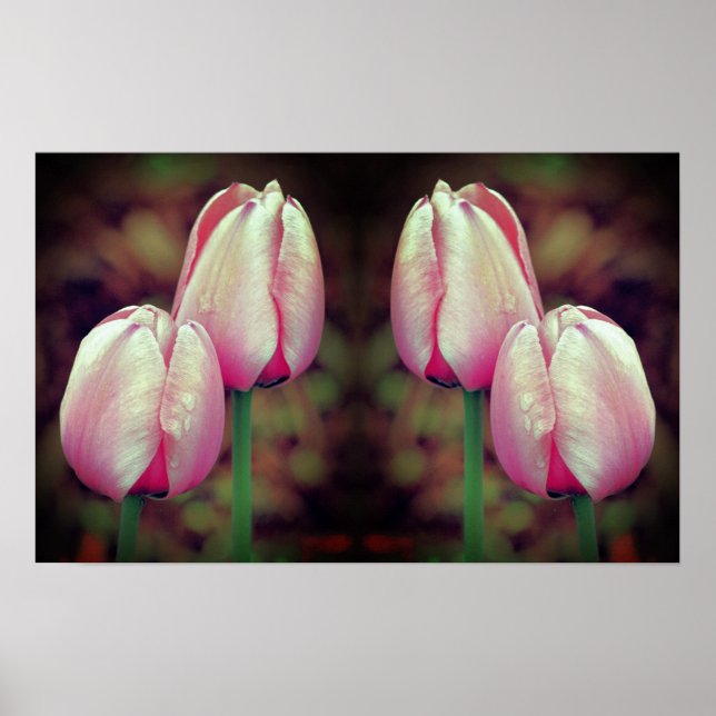 Affiche Fleurs de tulipes roses gouttes de pluie en miroir (Devant)