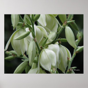 Affiche Fleurs de yucca