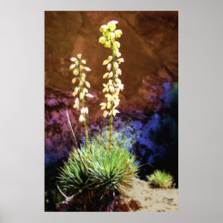 Affiche Fleurs de Yucca au récif du Capitole
