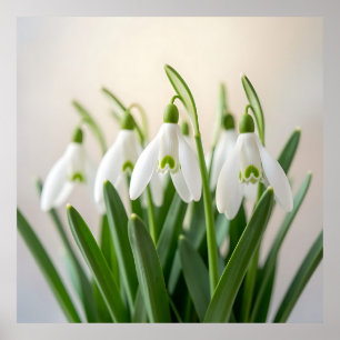 Affiche Fleurs délicates de perce-neige de printemps