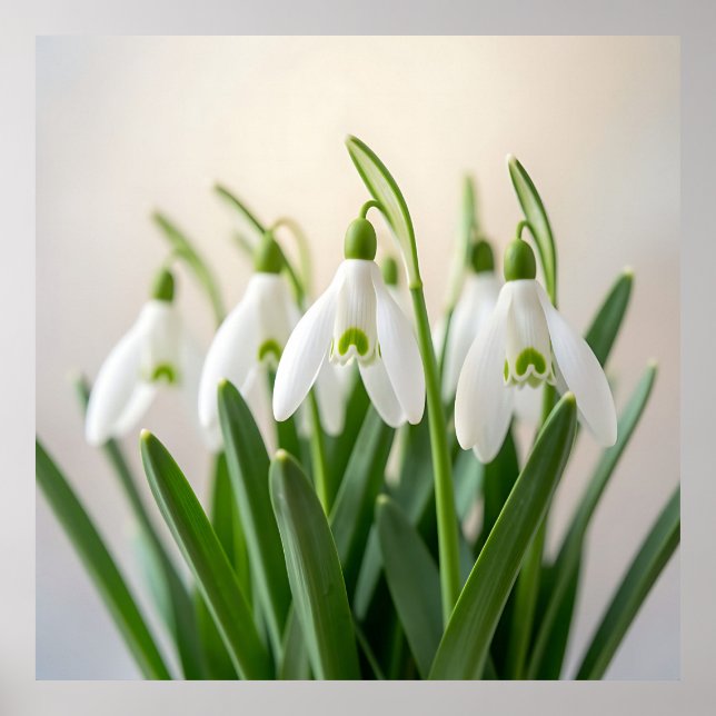 Affiche Fleurs délicates de perce-neige de printemps (Devant)