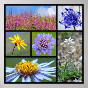 Affiche fleurs des Alpes françaises