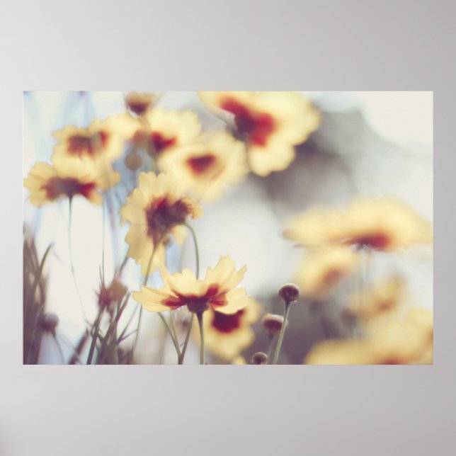 Affiche Fleurs d'hélium jaunes et doux (Devant)