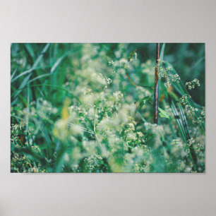 Affiche Fleurs d'herbes vertes Feuille prairie Nature