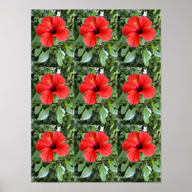 Affiche Fleurs d'hibiscus (Devant)