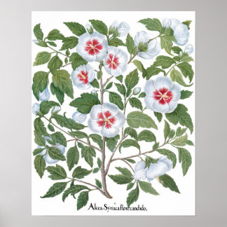 Affiche Fleurs d'Hibiscus Vintage par Basilius Besler