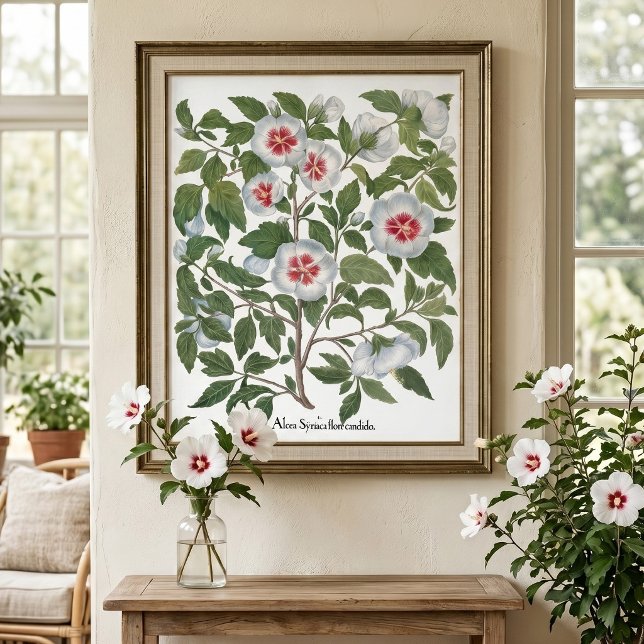 Affiche Fleurs d'Hibiscus Vintage par Basilius Besler (Vintage illustration featuring hibiscus flowers from 'Hortus Eystettensis' by Basilius Besler, 1613)