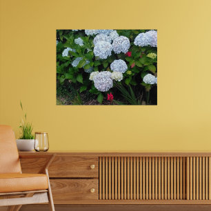 Affiche Fleurs d'hortensia bleues dans un jardin d'été