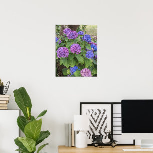 Affiche Fleurs d'hortensia bleues et roses