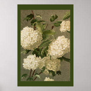 Affiche Fleurs d'Hydrangea blanches de style victorien