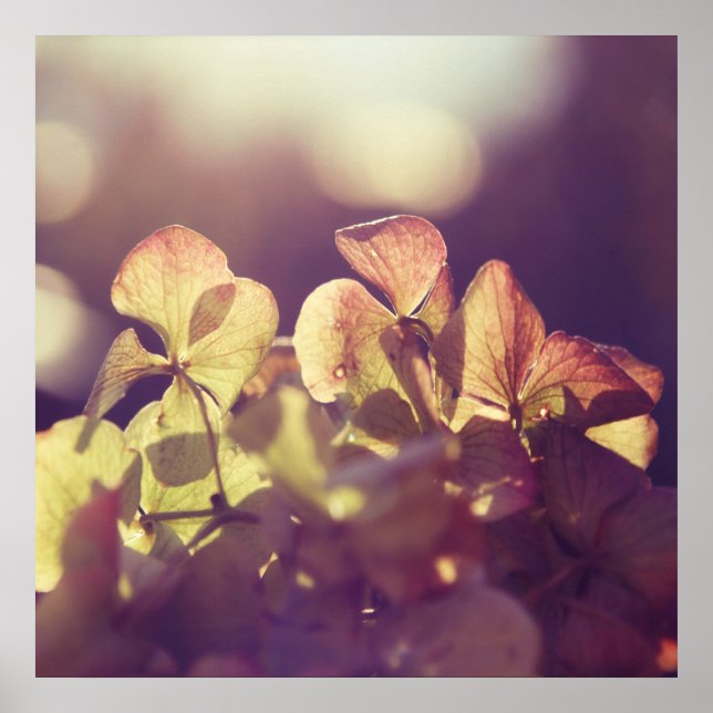 Affiche Fleurs d'Hydrangea dans Sunlight Purple Bokeh (Devant)