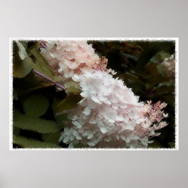 Affiche Fleurs d'Hydrangea Photographie rose (Devant)