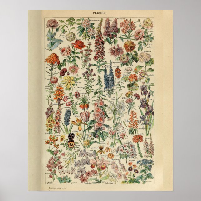 Affiche Fleurs d'impression vintages de Millot Adolphe (Devant)